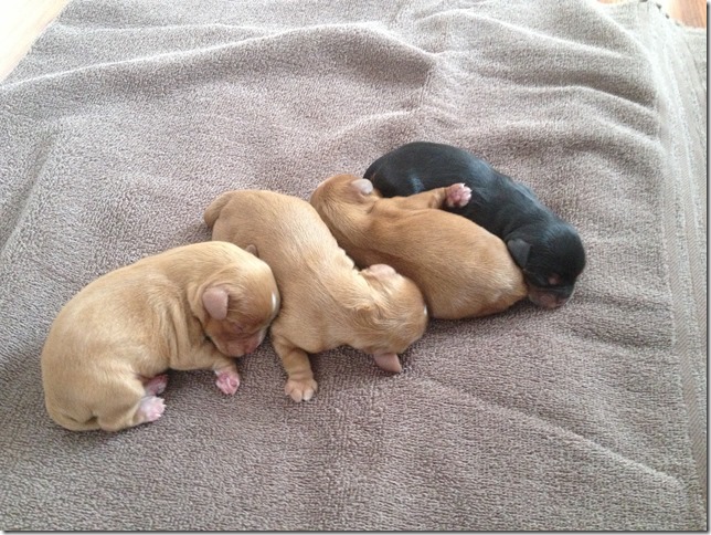 1 day old pups