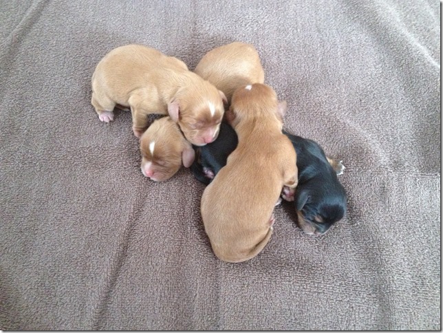 1 day old pups
