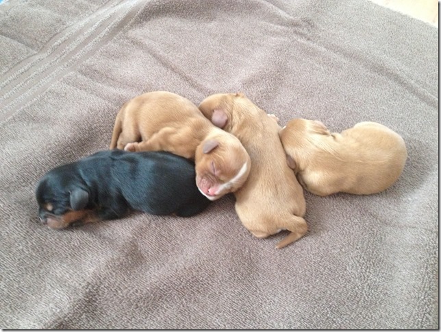 1 day old pups
