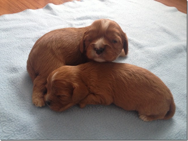 boys 2 weeks old