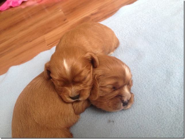 boys 2 weeks old