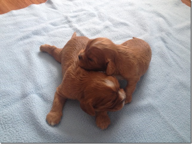 boys 2 weeks old