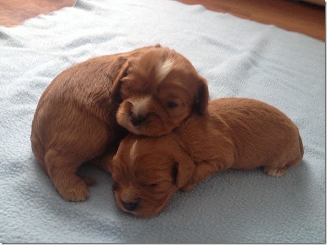 boys 2 weeks old