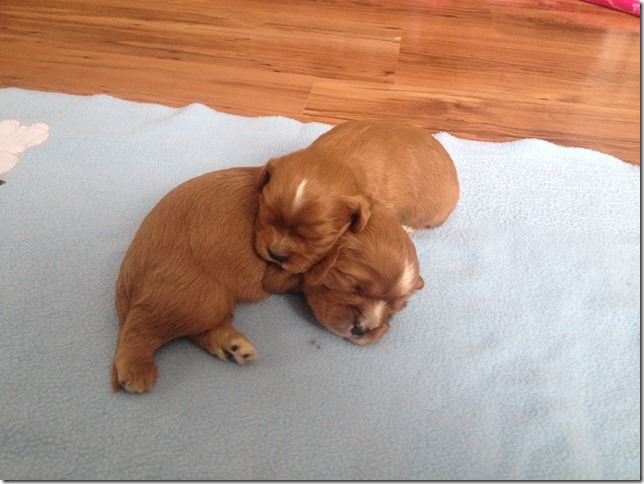 boys 2 weeks old