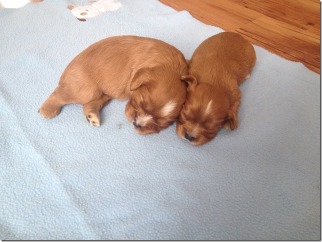 boys 2 weeks old
