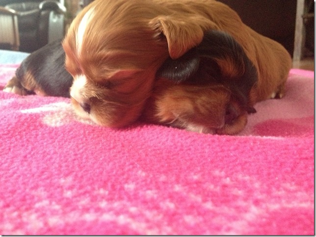 Girls at 2 weeks old.