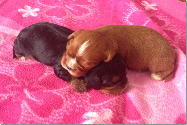 Girls at 2 weeks old.