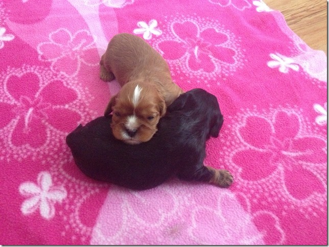 Girls at 2 weeks old.