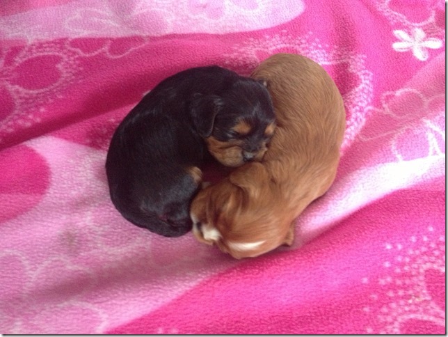 Girls at 2 weeks old.