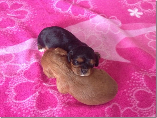 Girls at 2 weeks old.