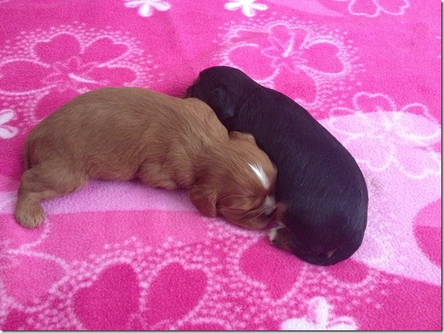 Girls at 2 weeks old.