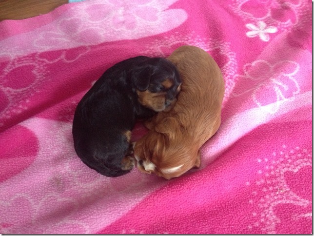 Girls at 2 weeks old.