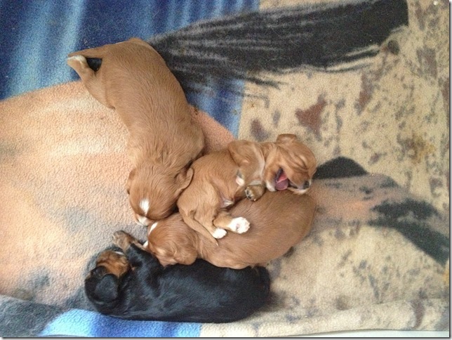 2 weeks old