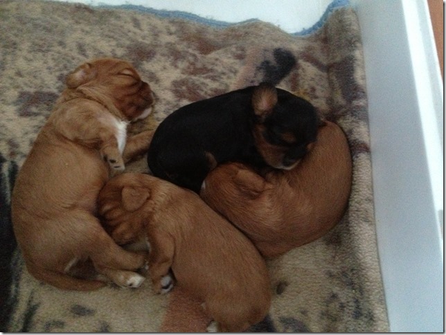 2 weeks old