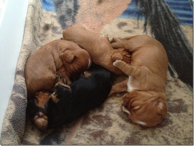 2 weeks old