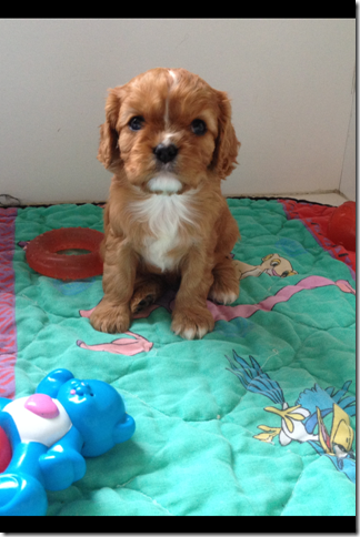 Lucy almost 5 weeks old.