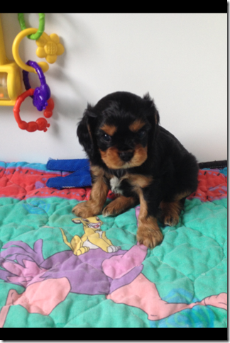 Boy at almost 5 weeks old.