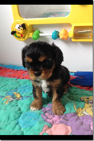Pink Floyd at almost 5 weeks old.