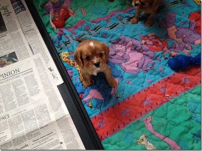 5 week old bigger ruby boy