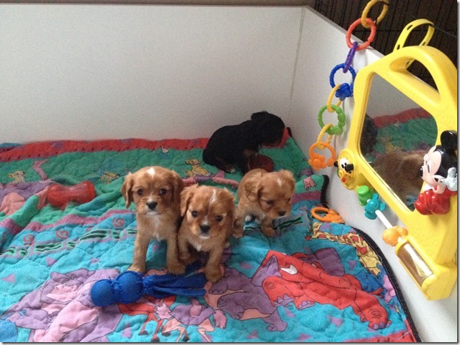 5 weeks old