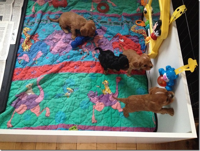 5 weeks old