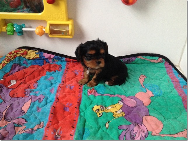 5 week old b/t girl
