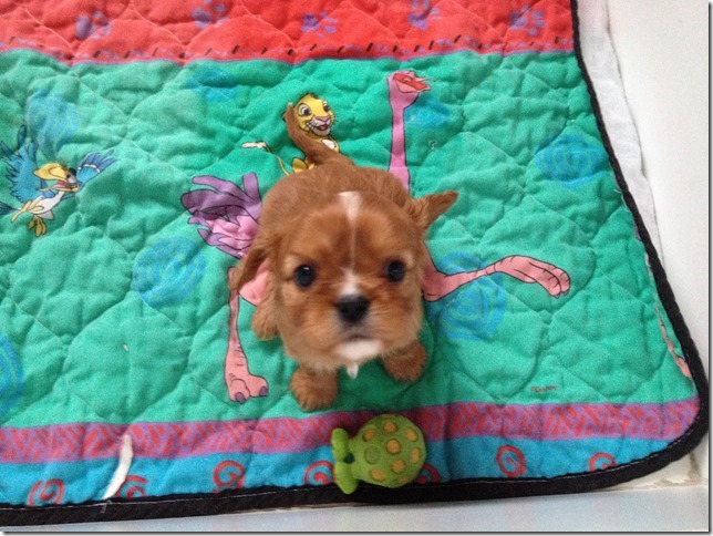 5 week old ruby girl
