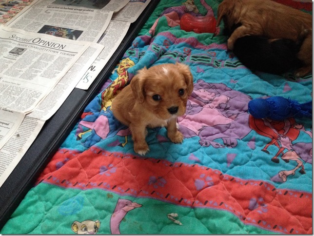 5 week old small ruby boy