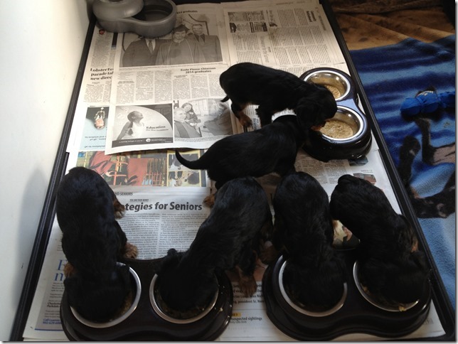 5 weeks old