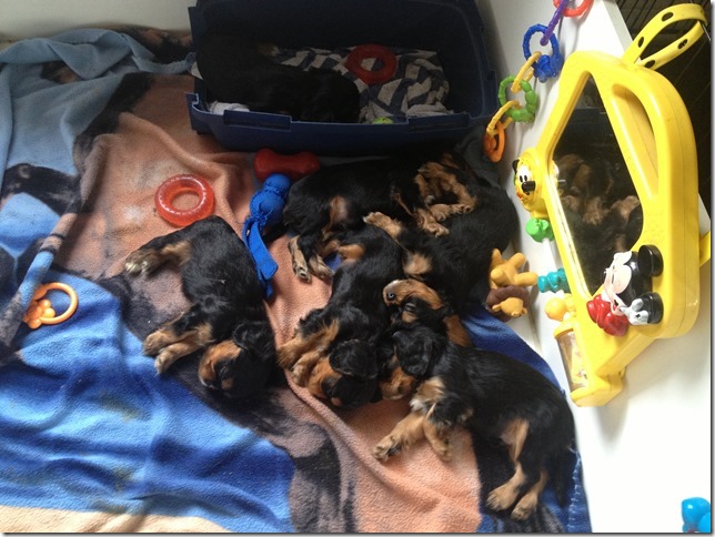 pups at 6 weeks old
