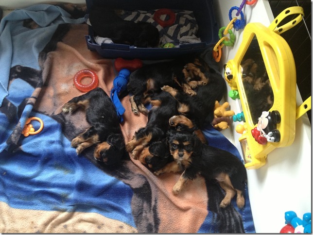 pups at 6 weeks old