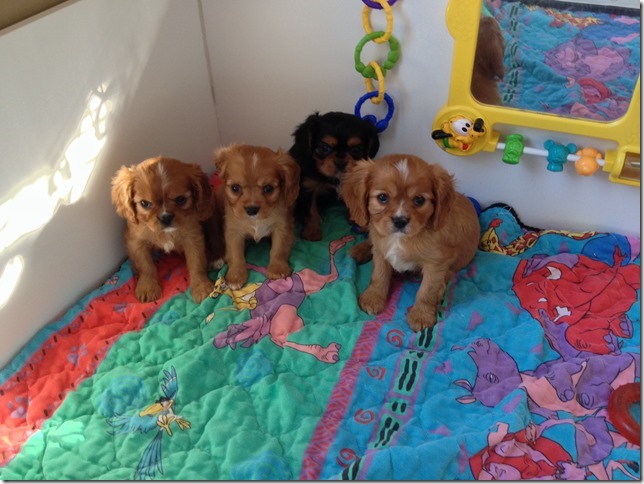 Litter at 7.5 weeks old.