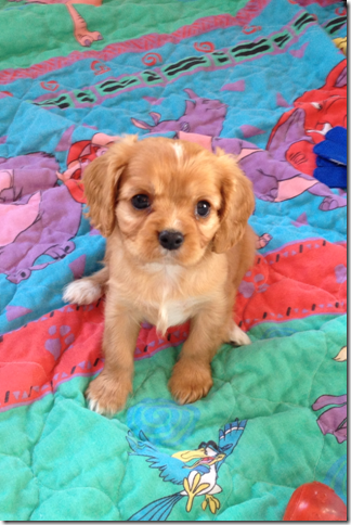 Bernie at 7.5 weeks old.