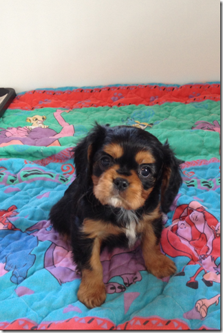 Honey at 7.5 weeks old.
