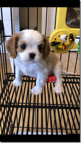 bigger blenheim girl 7 weeks
