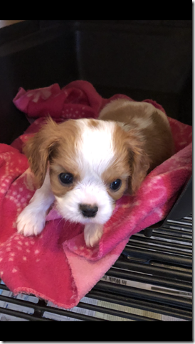 blenheim boy 7 weeks