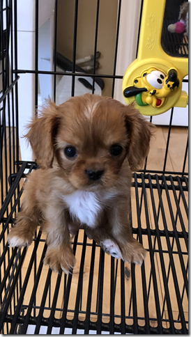 ruby boy 7 weeks