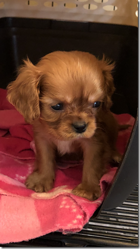 Penny at 7 weeks