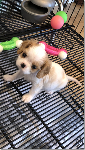 smaller blenheim girl 7 weeks