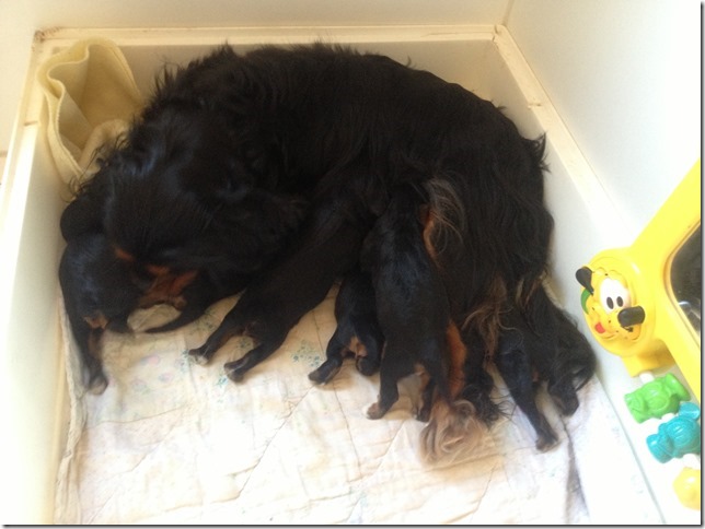 Ashes and her babies at 2 weeks old.