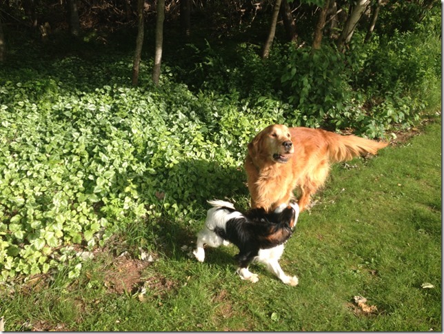 Buddy playing with Marty.