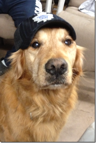 Buddy at 11.5 years old sporting Toronto.