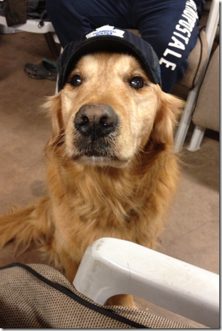 Buddy at 11.5 years old sporting Toronto.