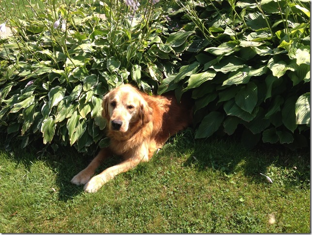 Buddy at 12.5 years old.