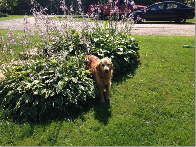 Buddy at 12.5 years old.