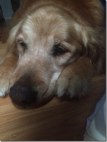 Buddy