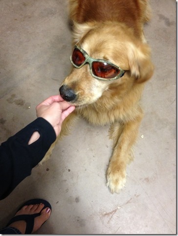 Buddy almost 11 years old.