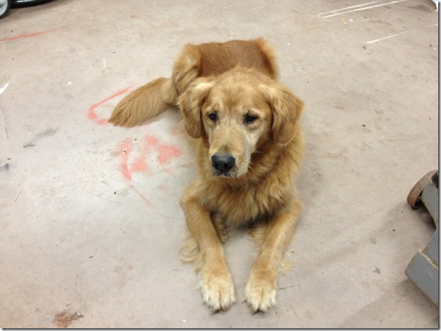 Buddy almost 11 years old.