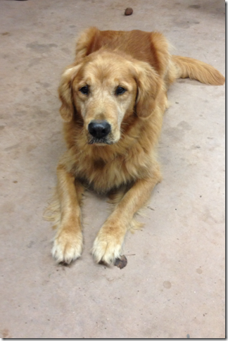 Buddy almost 11 years old.
