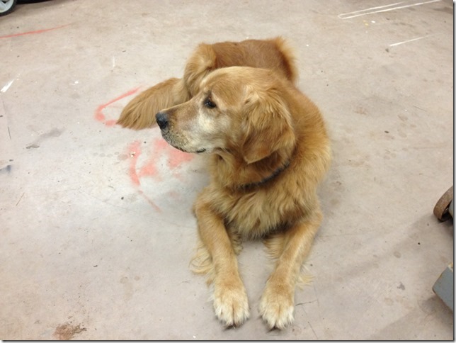 Buddy almost 11 years old.